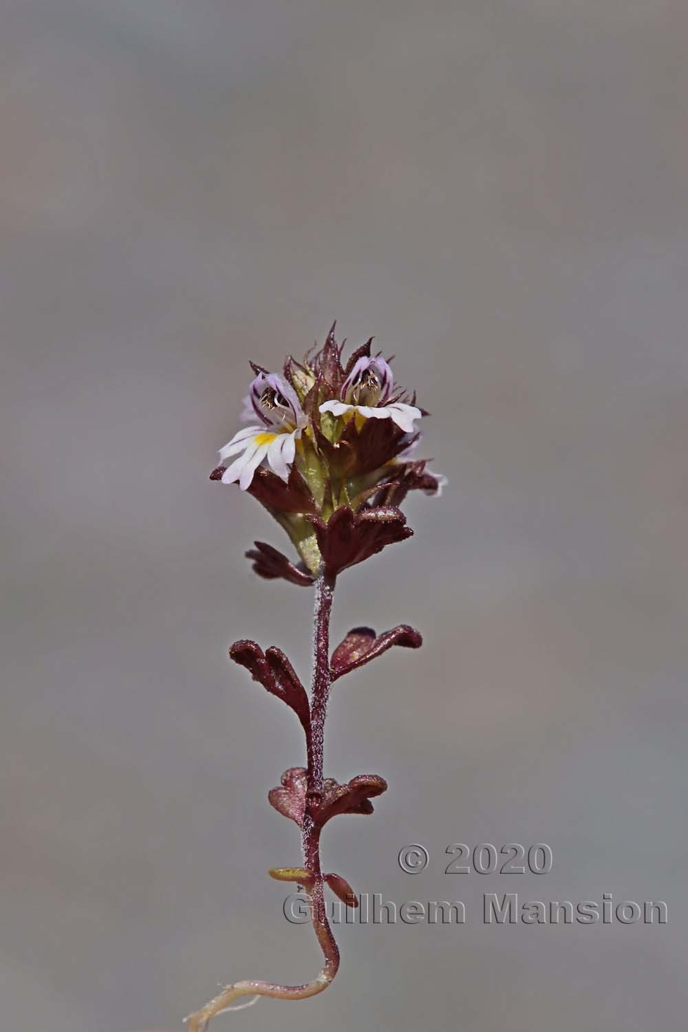 Euphrasia minima