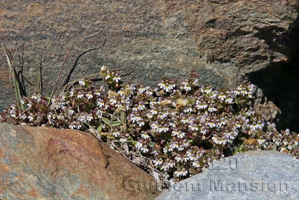 Euphrasia minima