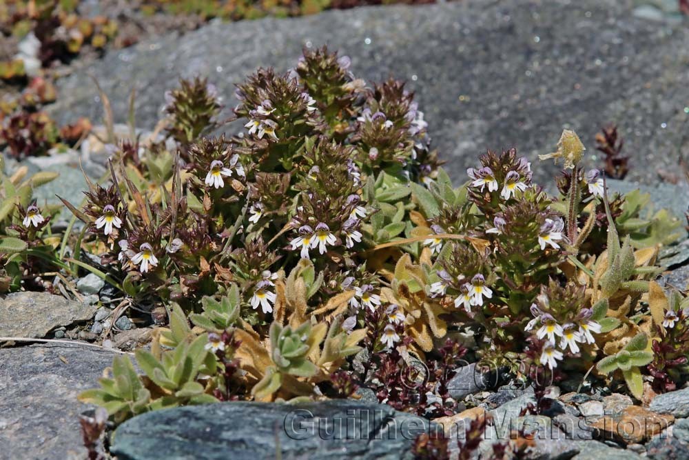 Euphrasia minima