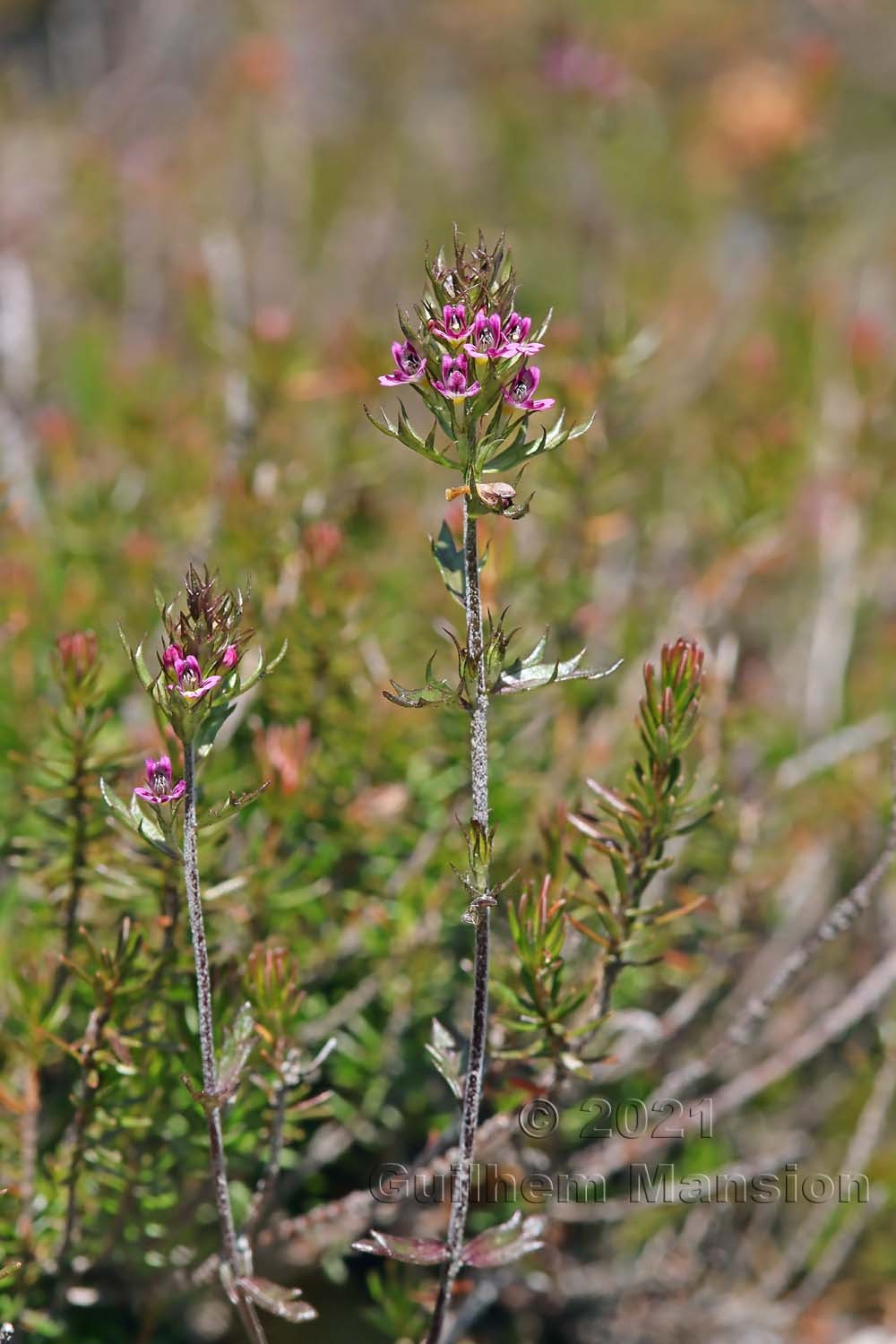 Euphrasia minima