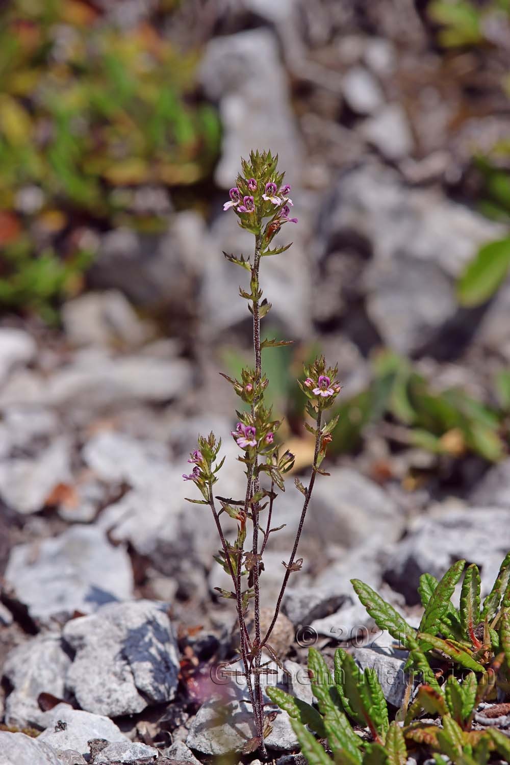 Euphrasia minima