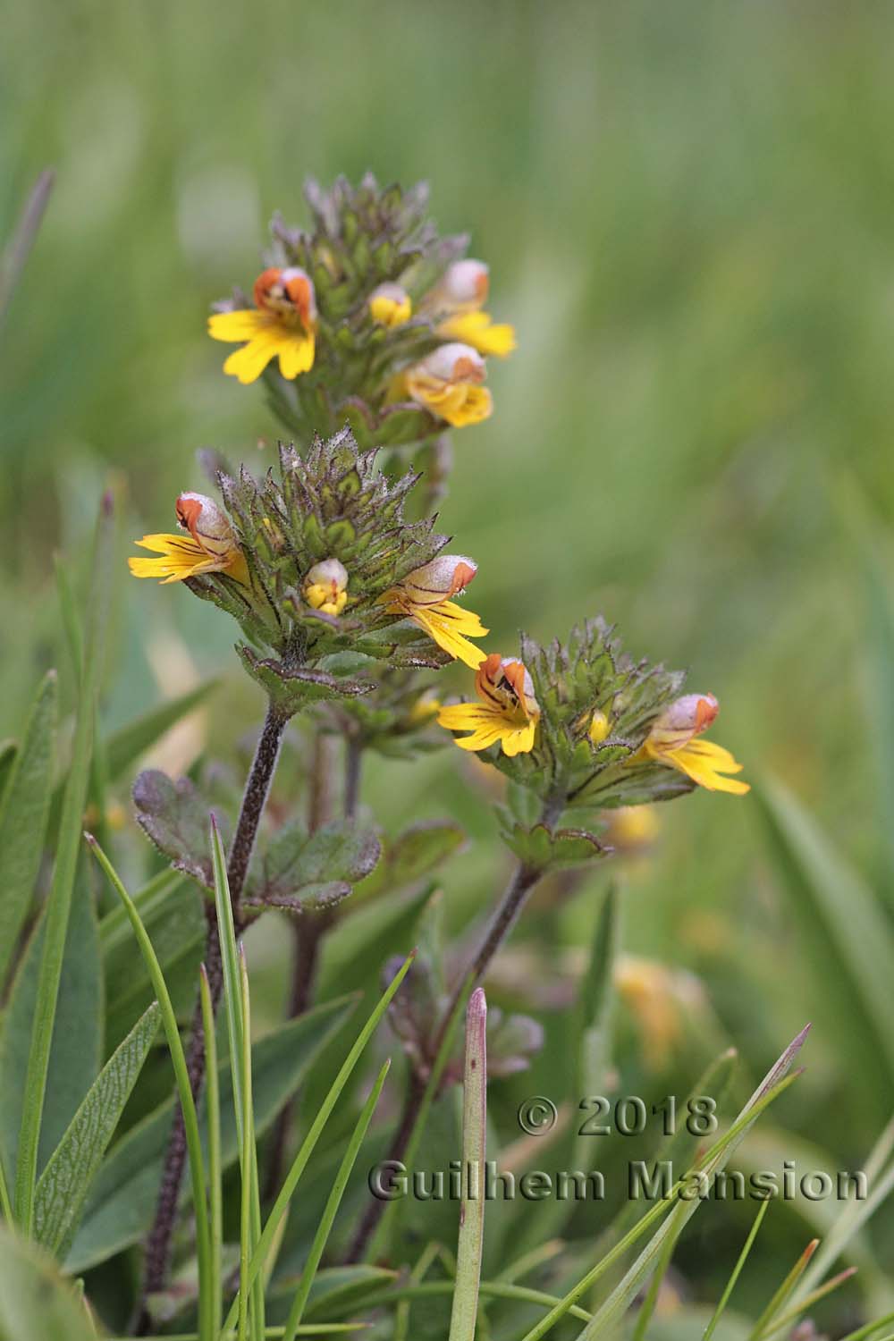 Euphrasia minima