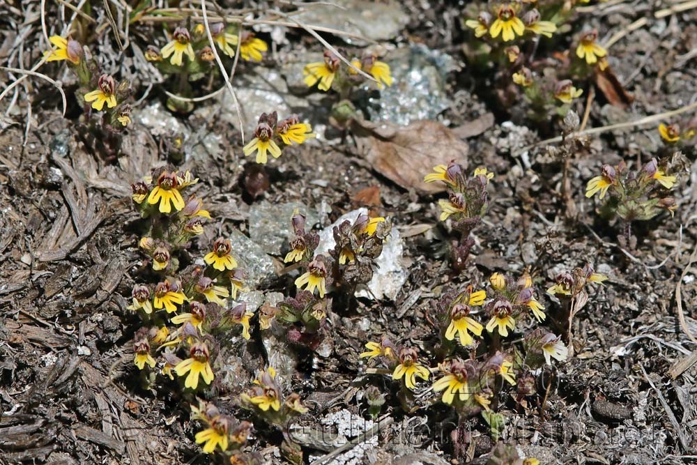 Euphrasia minima