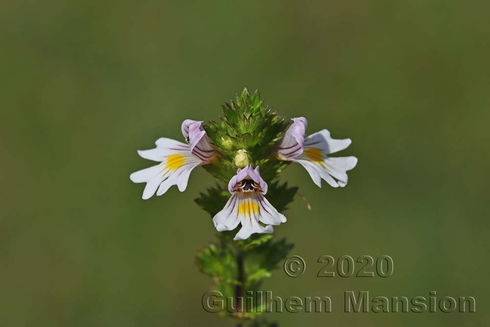 Euphrasia officinalis subsp. rostkoviana