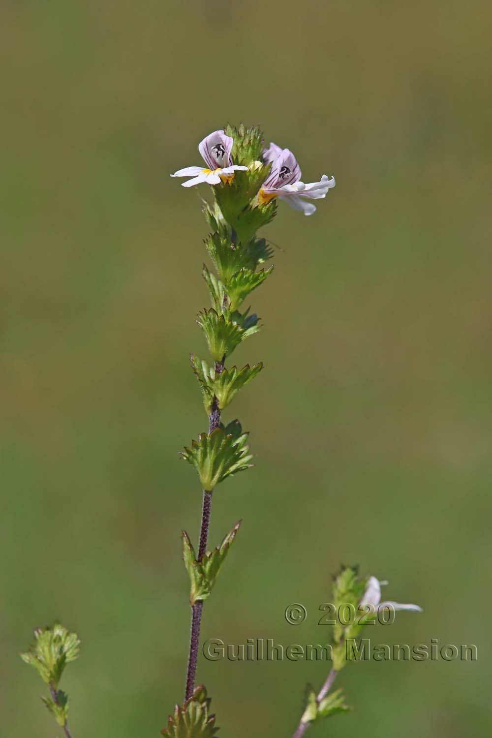 Euphrasia officinalis subsp. rostkoviana