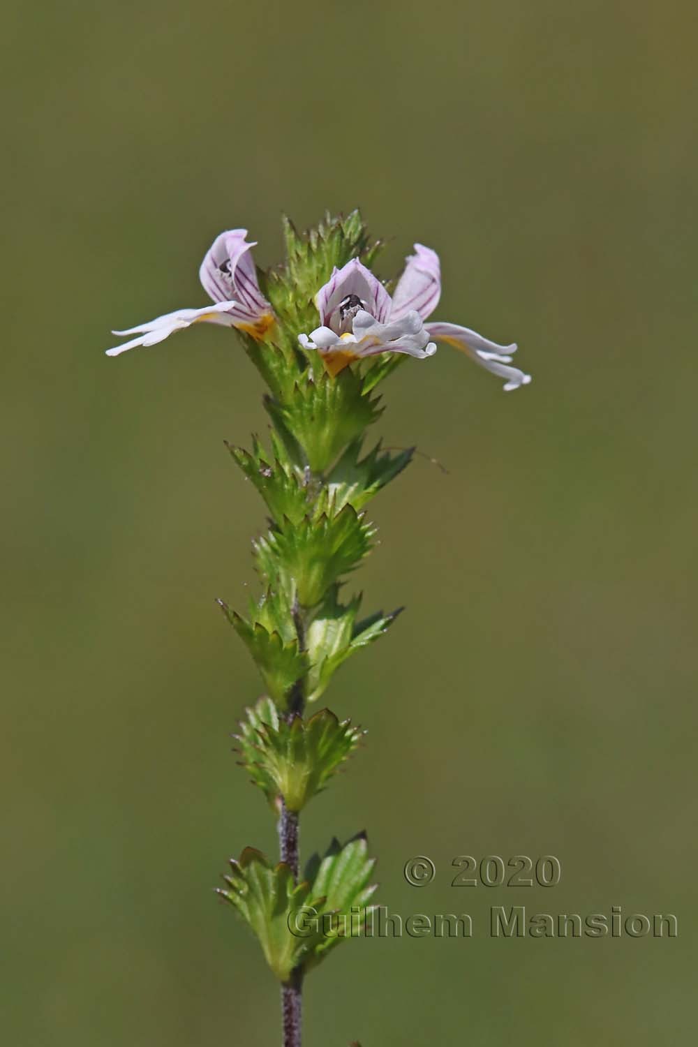 Euphrasia officinalis subsp. rostkoviana