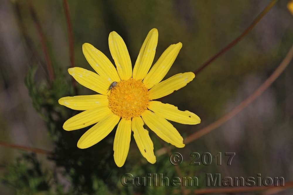 Euryops abrotanifolius