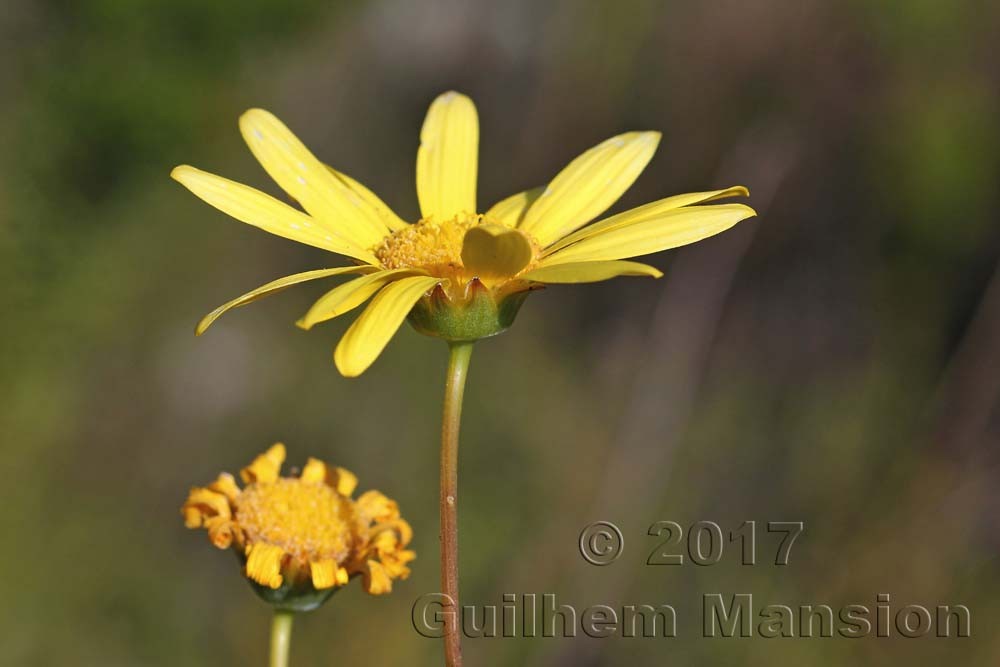 Euryops abrotanifolius