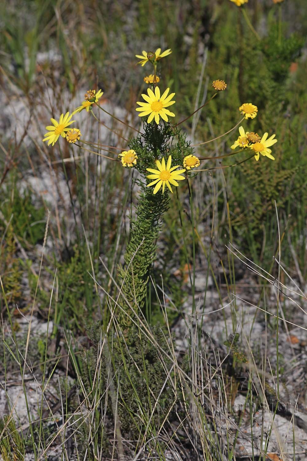 Euryops abrotanifolius