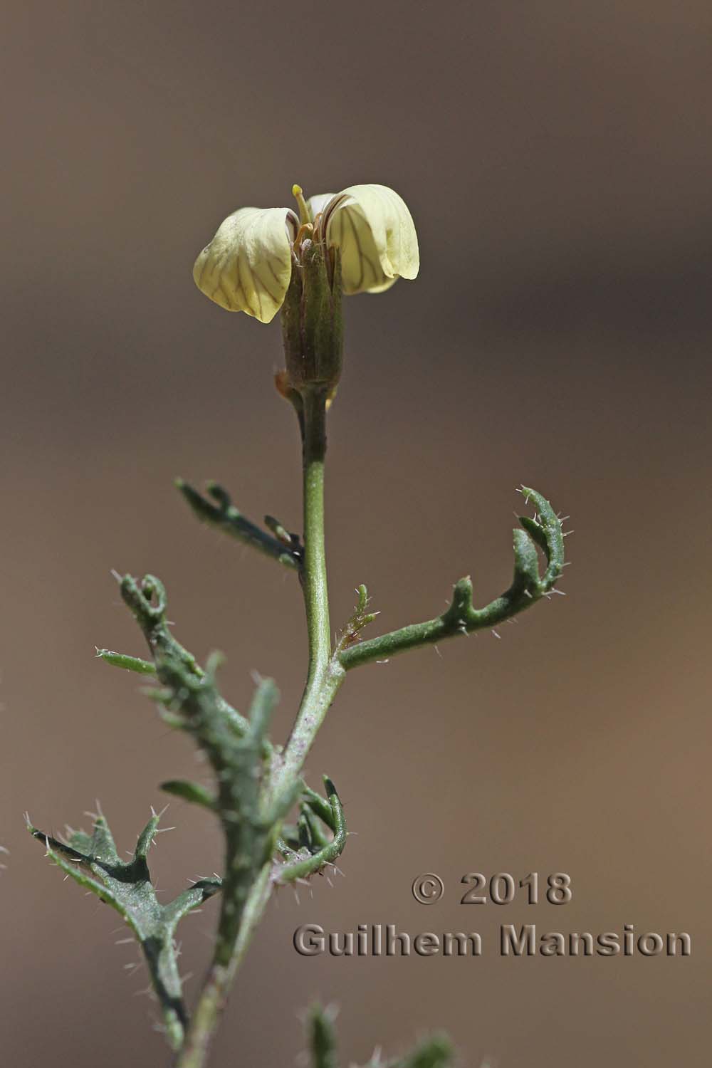 Euzomodendron bourgaeanum