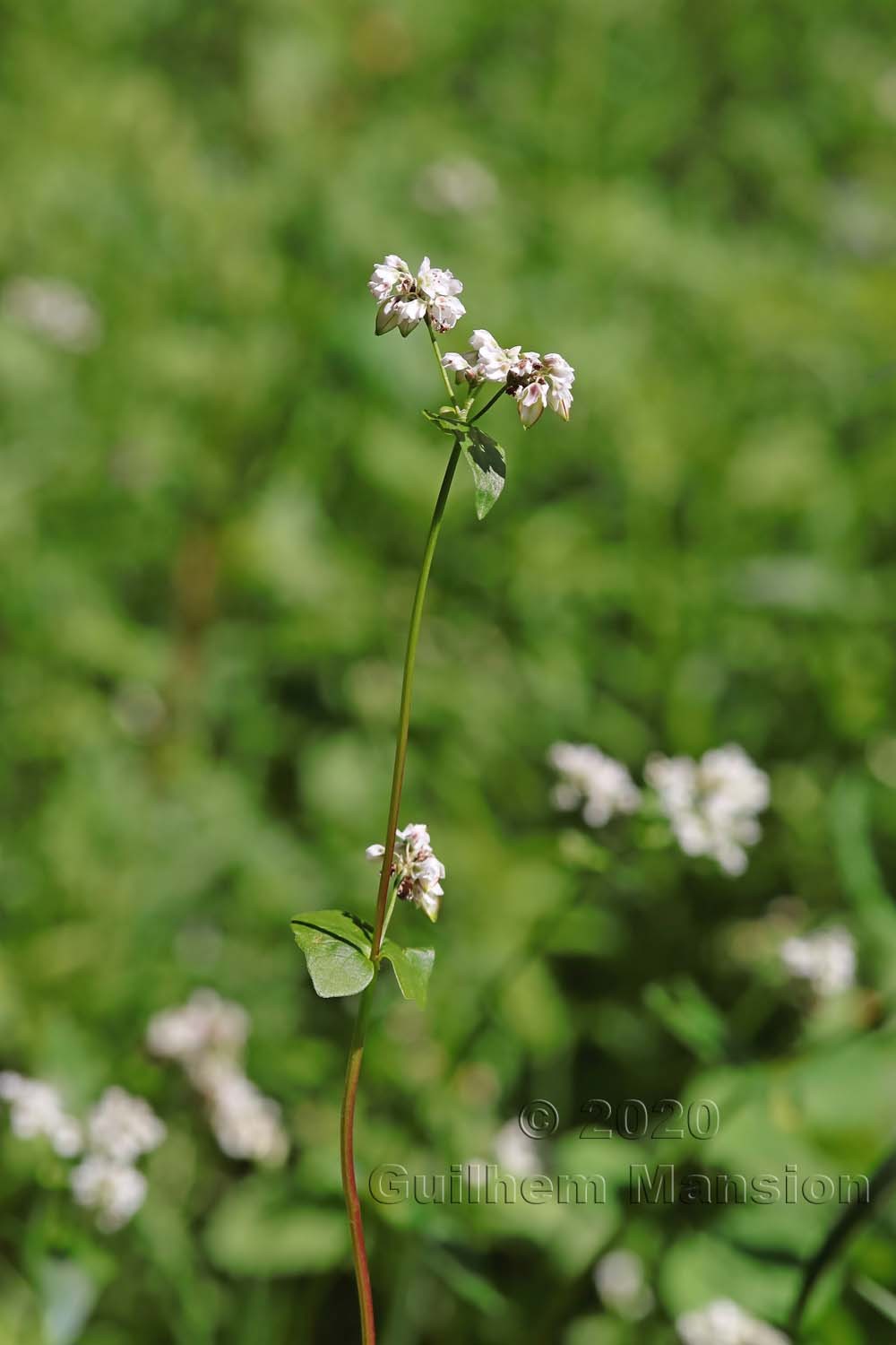 Fagopyrum esculentum