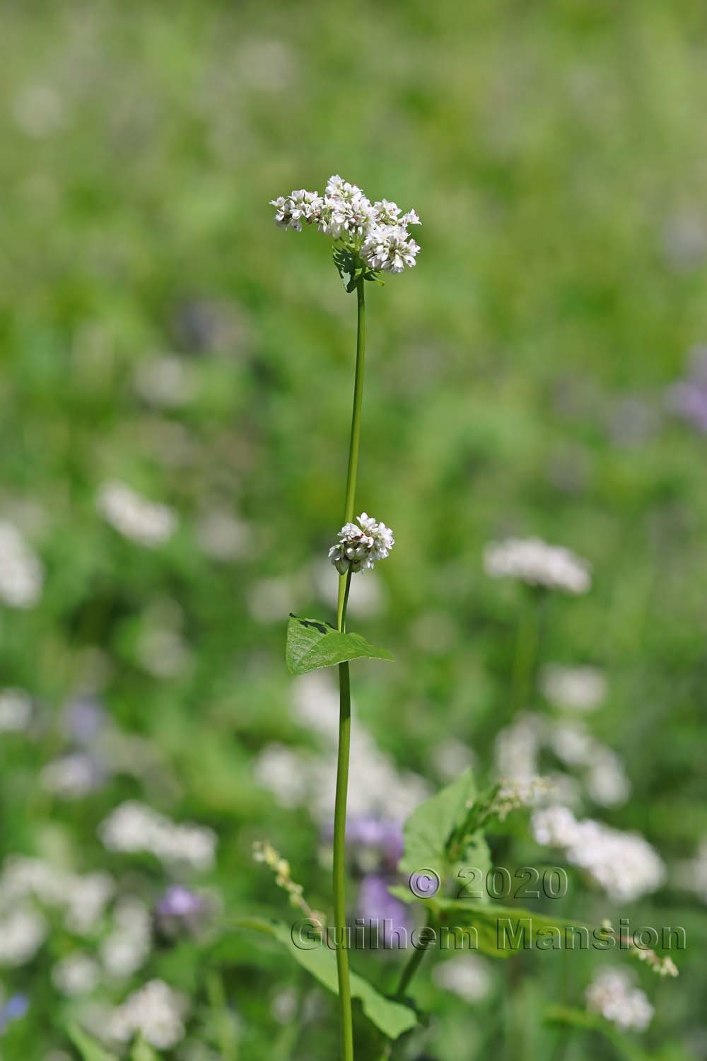 Fagopyrum esculentum