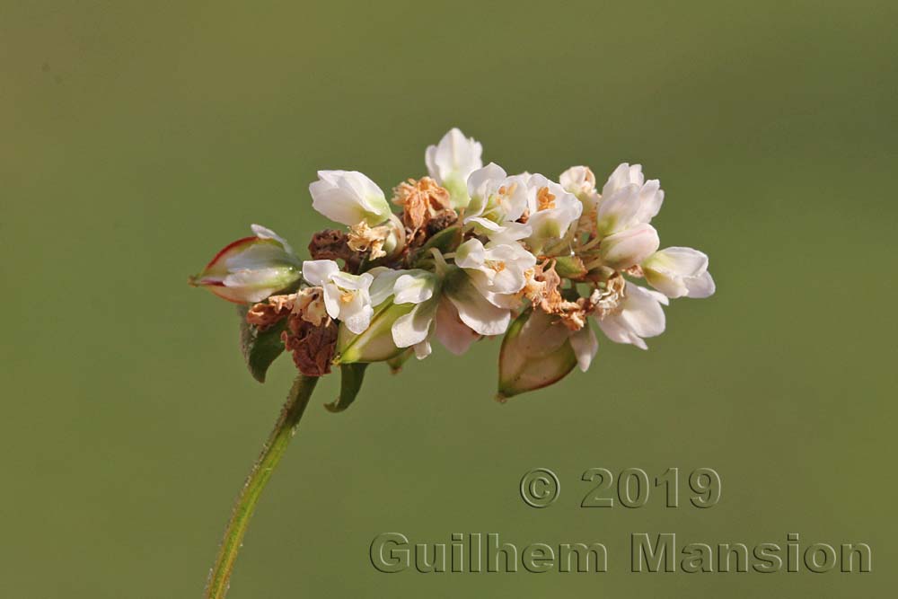 Fagopyrum esculentum