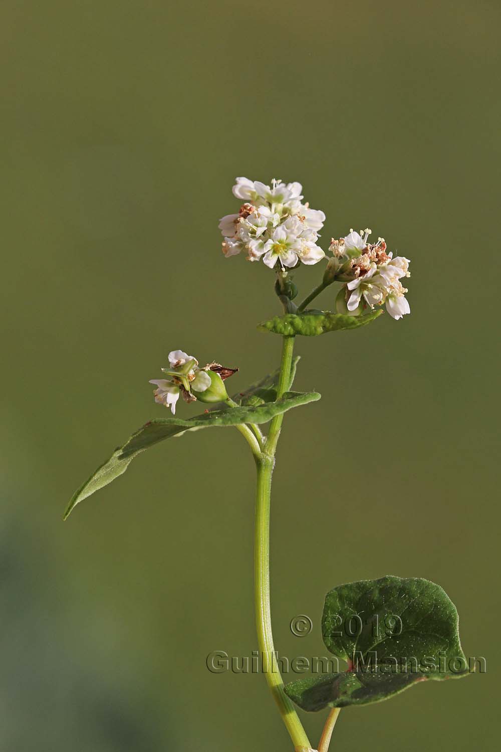 Fagopyrum esculentum