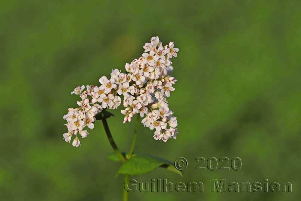 Fagopyrum escultentum