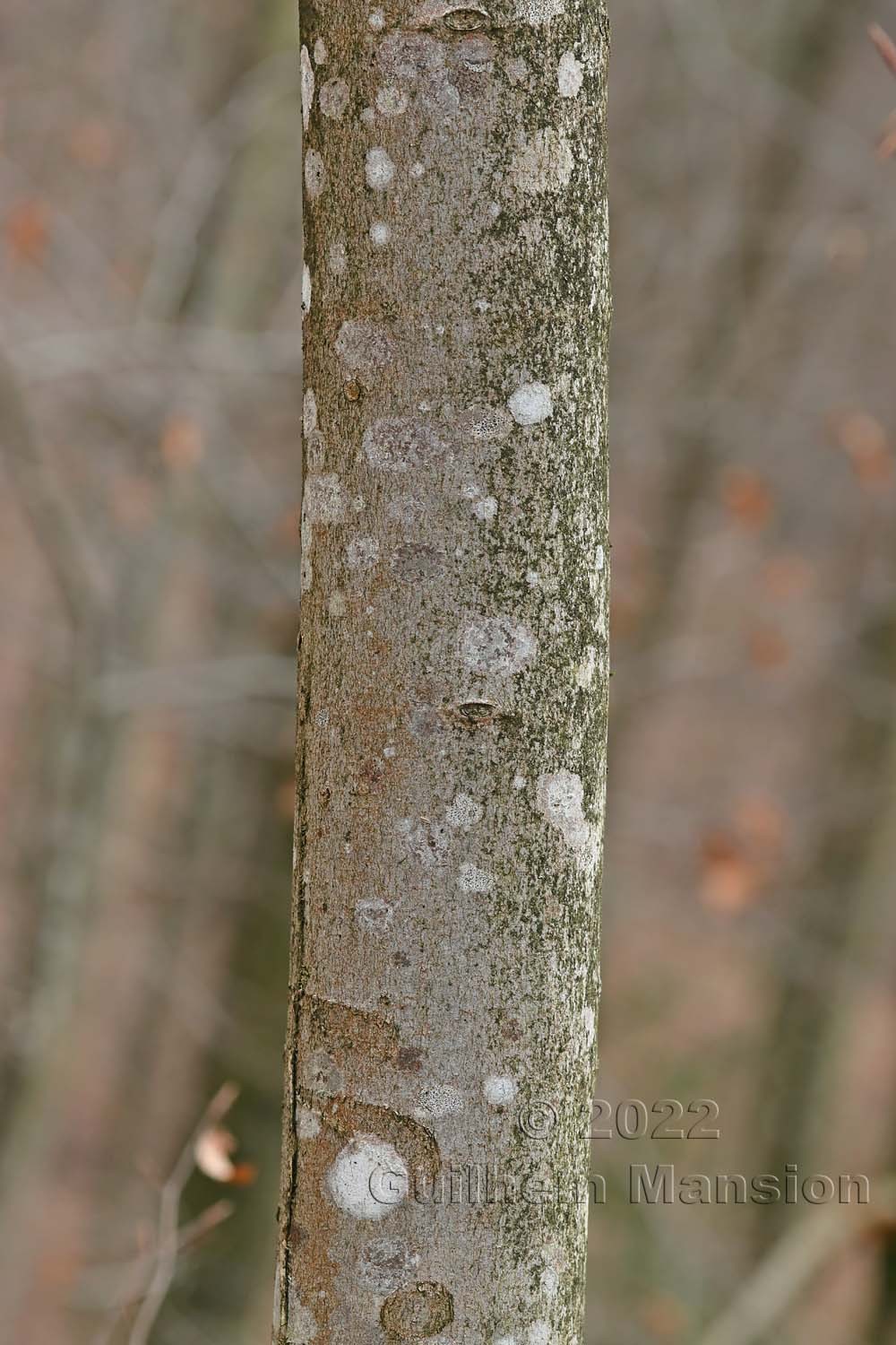 Fagus sylvatica