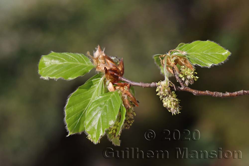 Fagus sylvatica