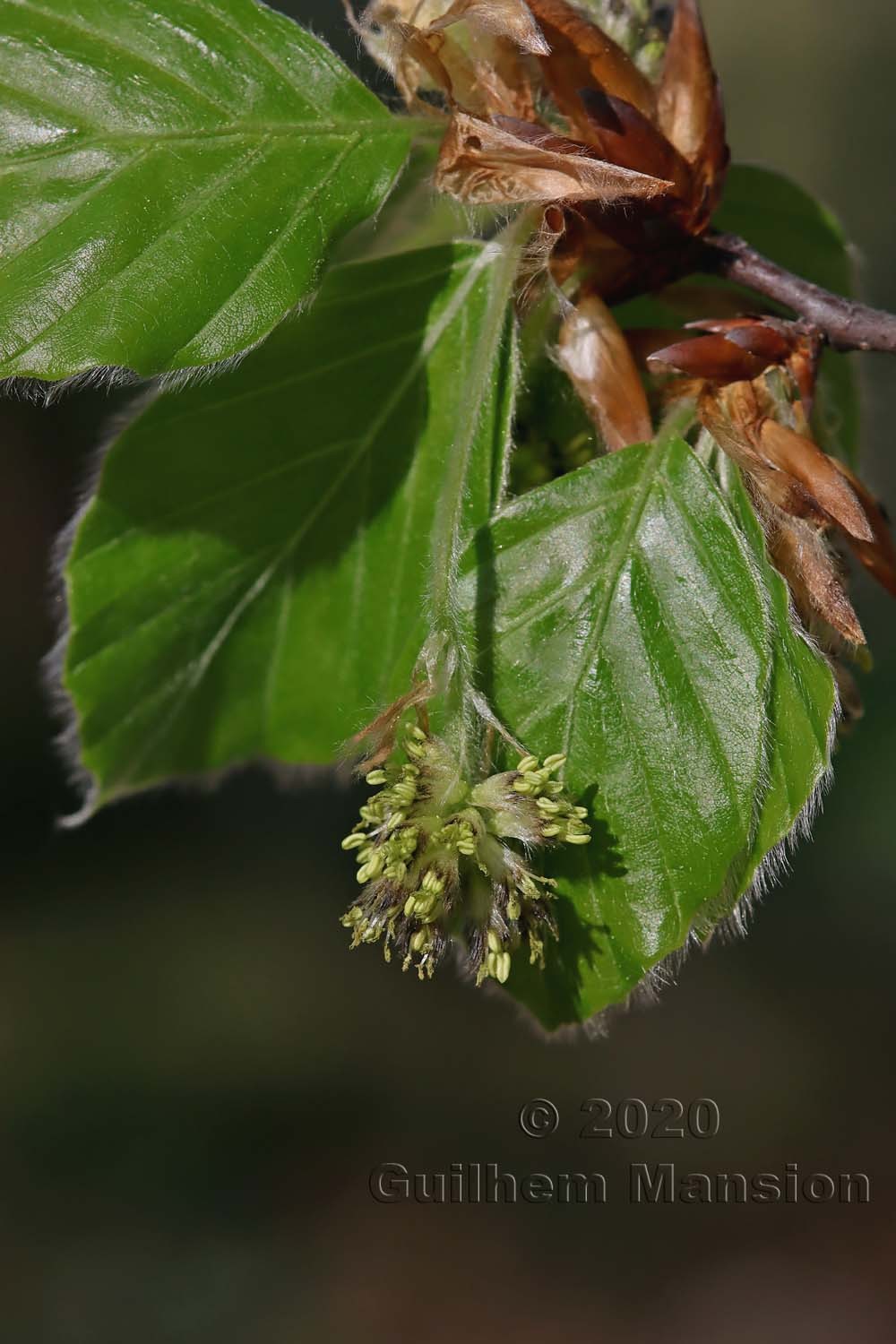 Fagus sylvatica