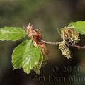 Family - Fagaceae