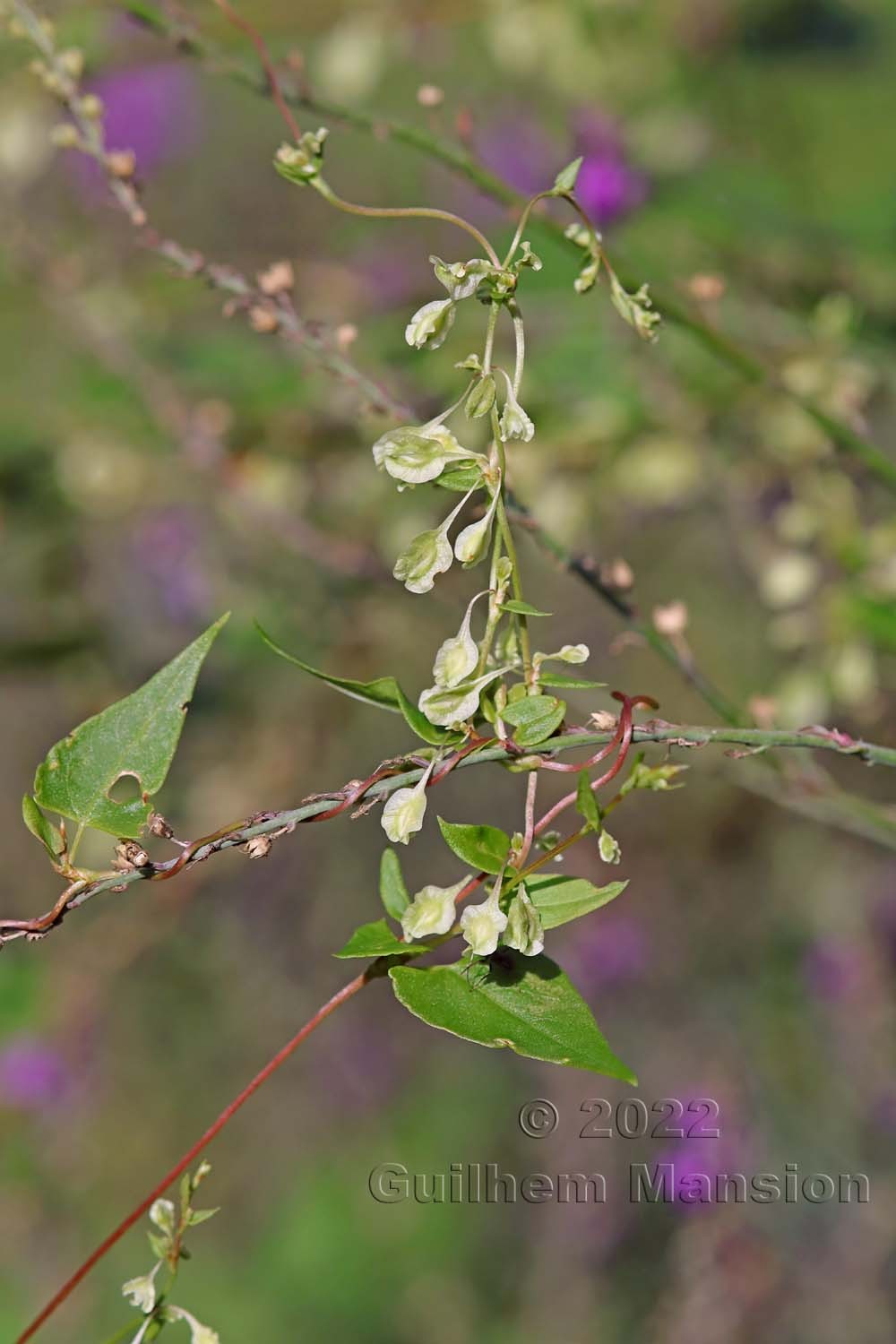 Fallopia dumetorum