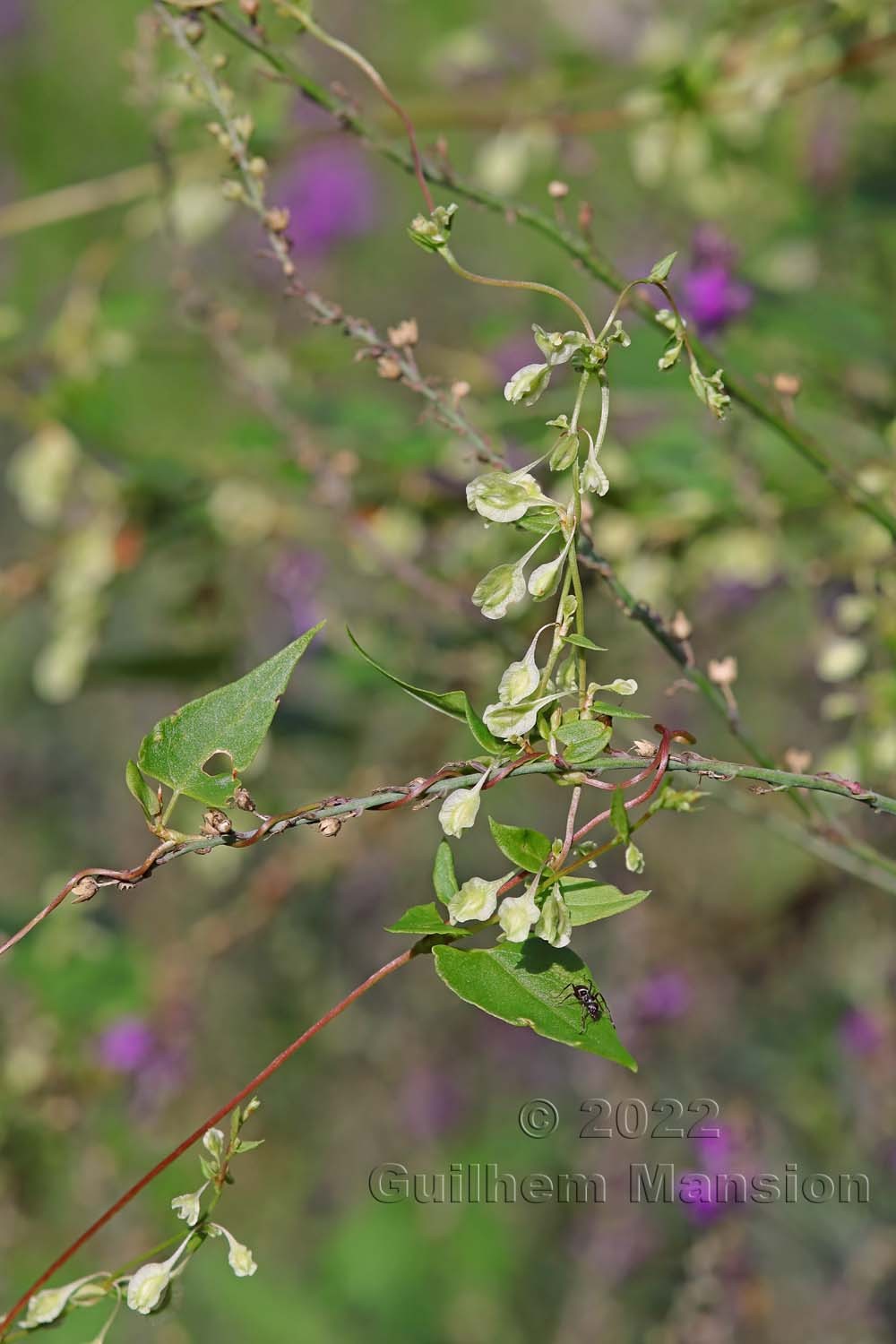 Fallopia dumetorum