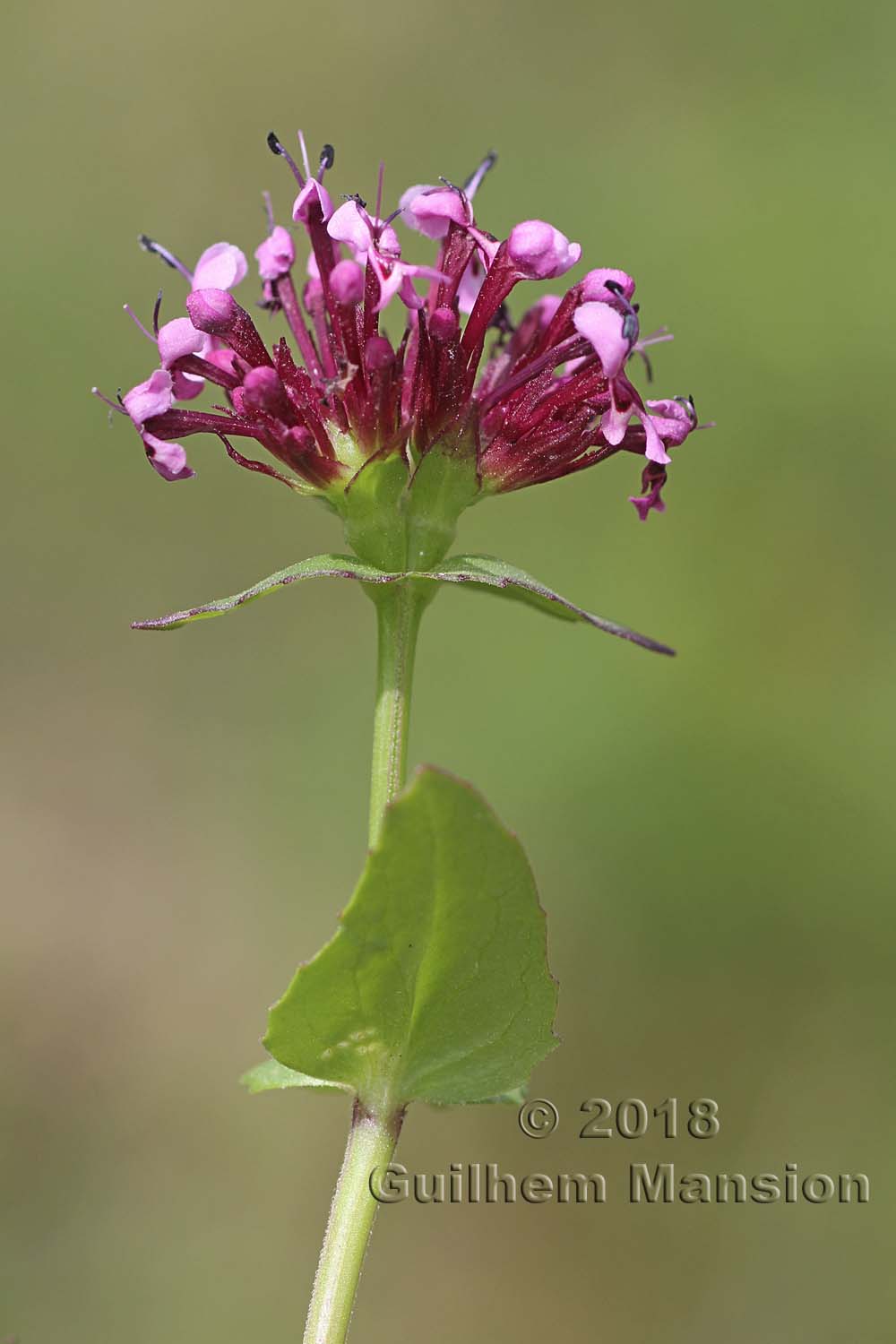 Fedia cornucopiae