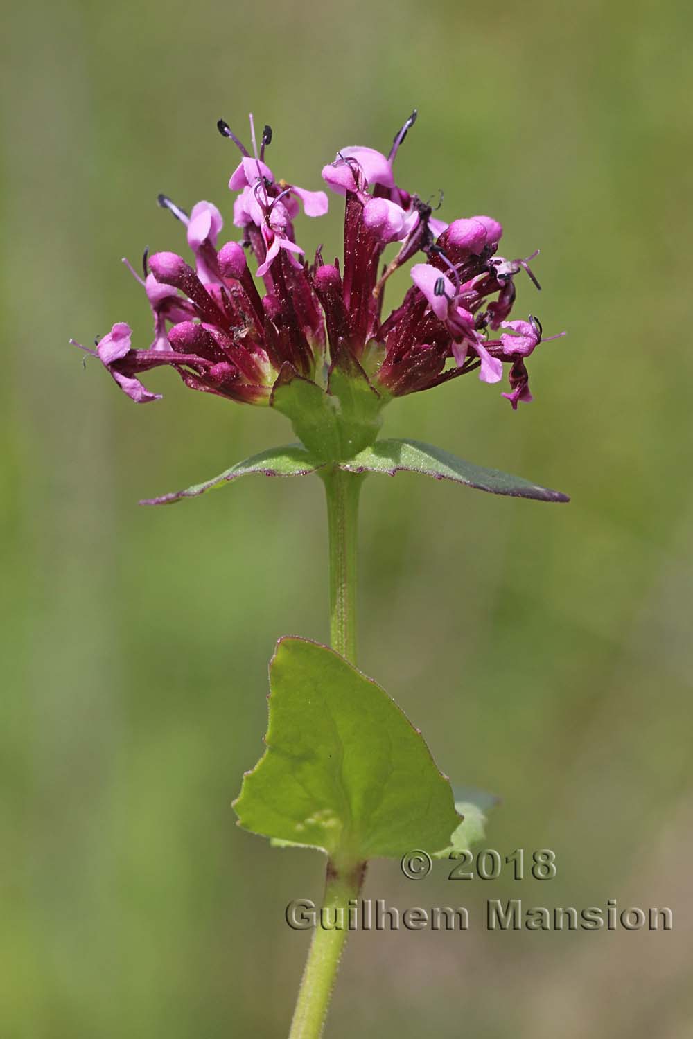 Fedia cornucopiae