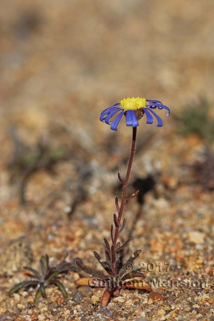 Felicia sp.