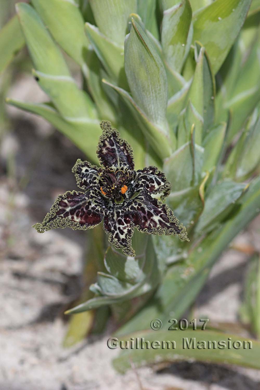 Ferraria crispa