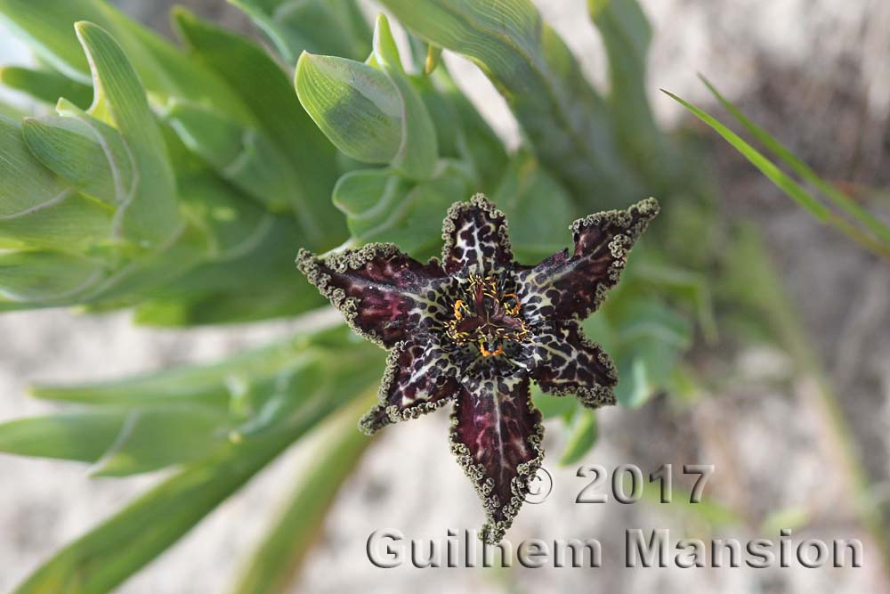 Ferraria crispa