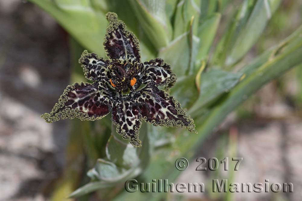 Ferraria crispa