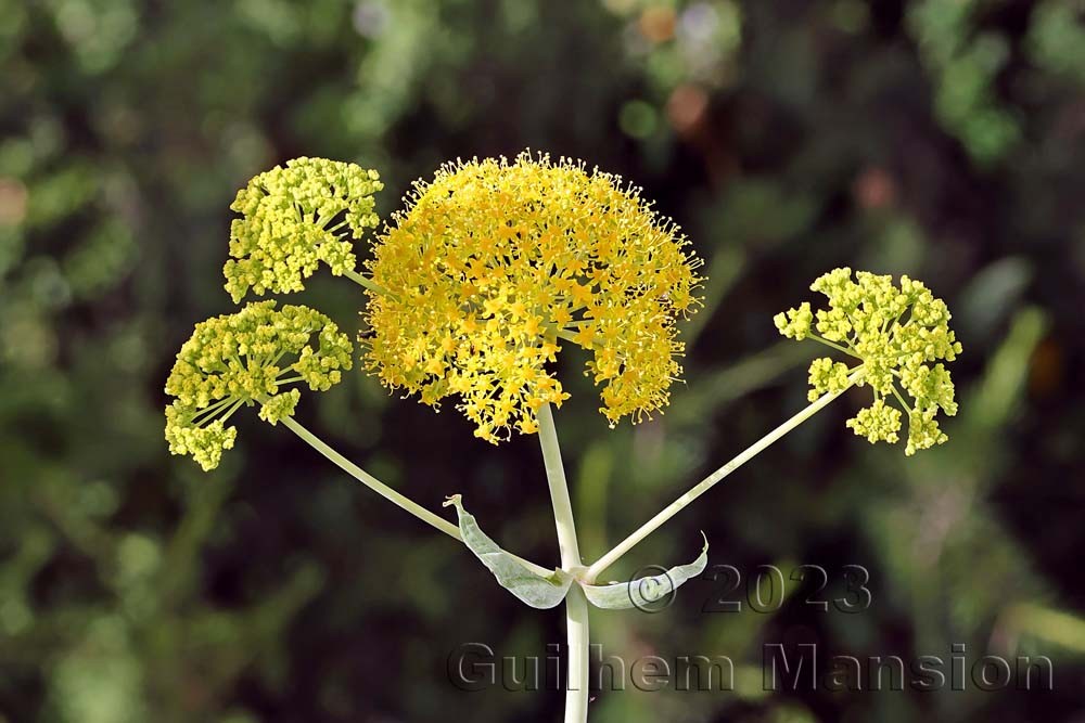 Ferula communis