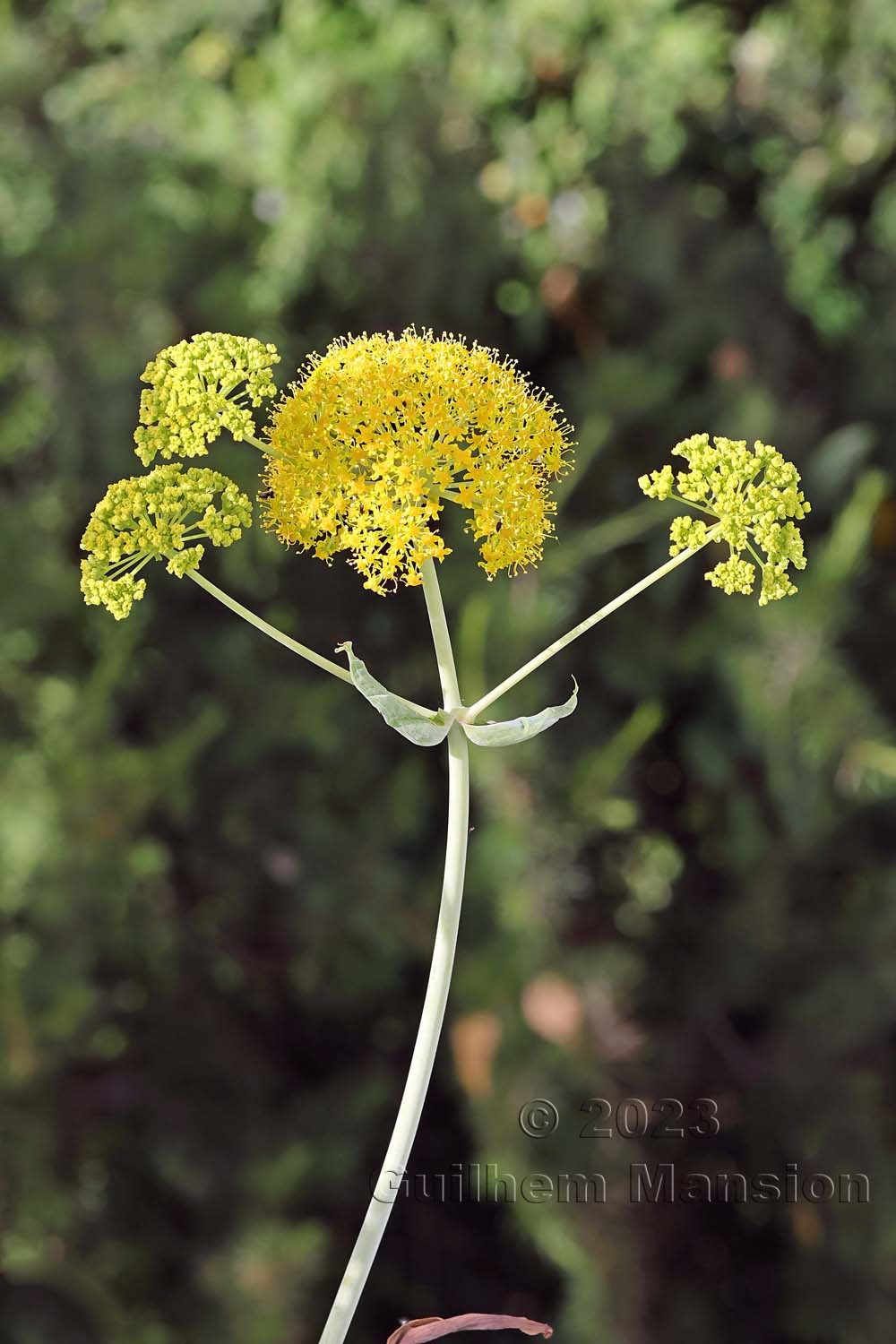 Ferula communis