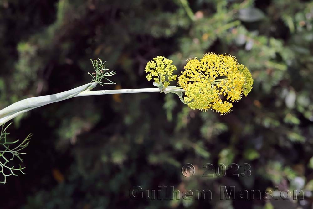 Ferula communis