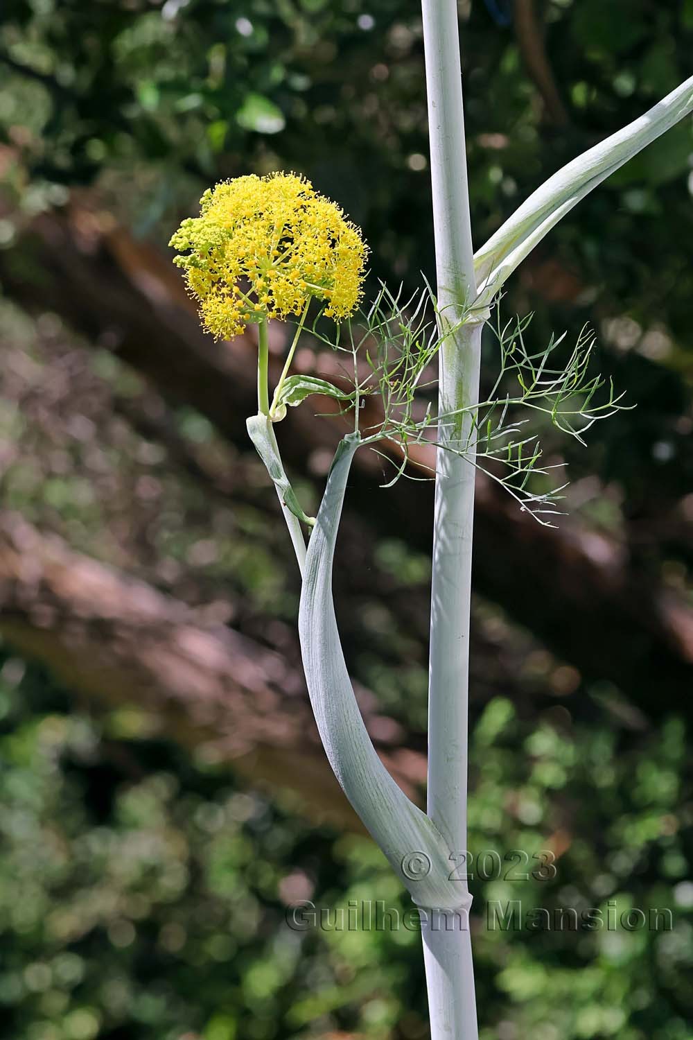 Ferula communis