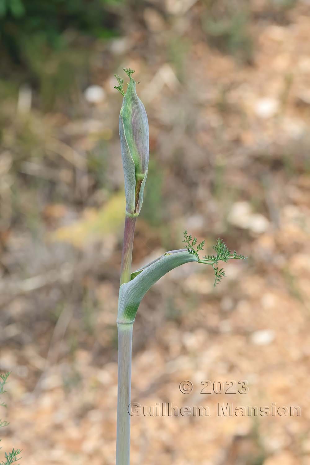 Ferula communis