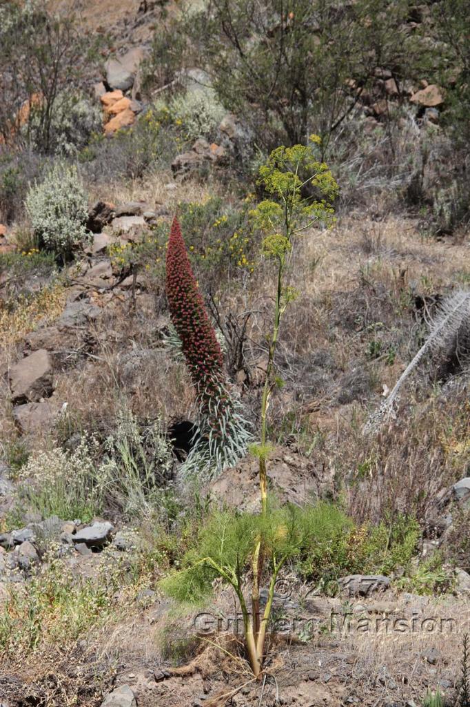 Ferula linkii