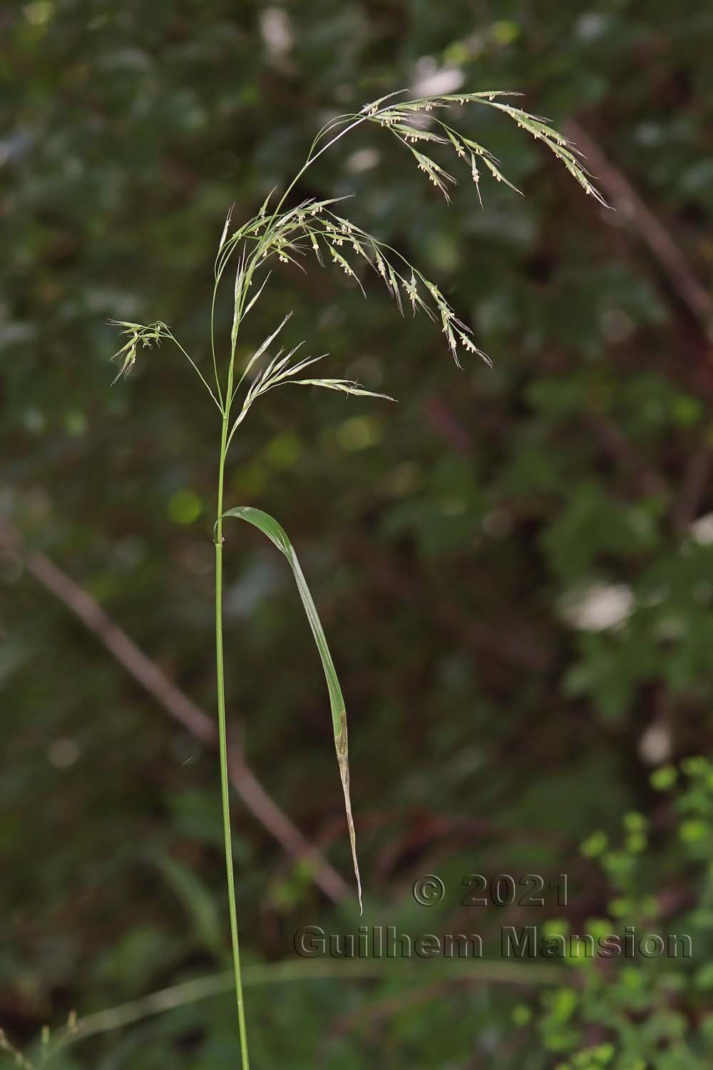 Festuca gigantea