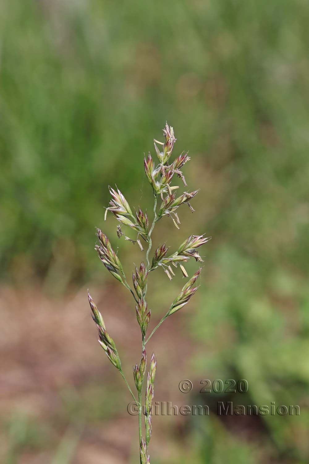 Festuca pratensis