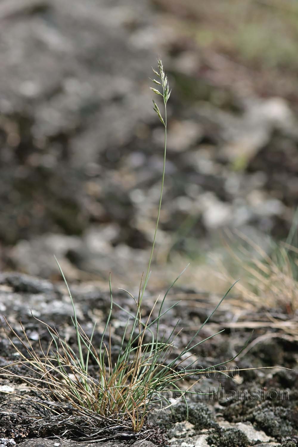 Festuca valesiaca