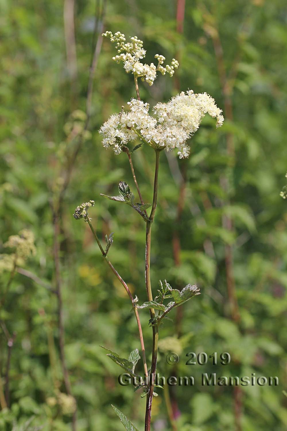 Filipendula ulmaria