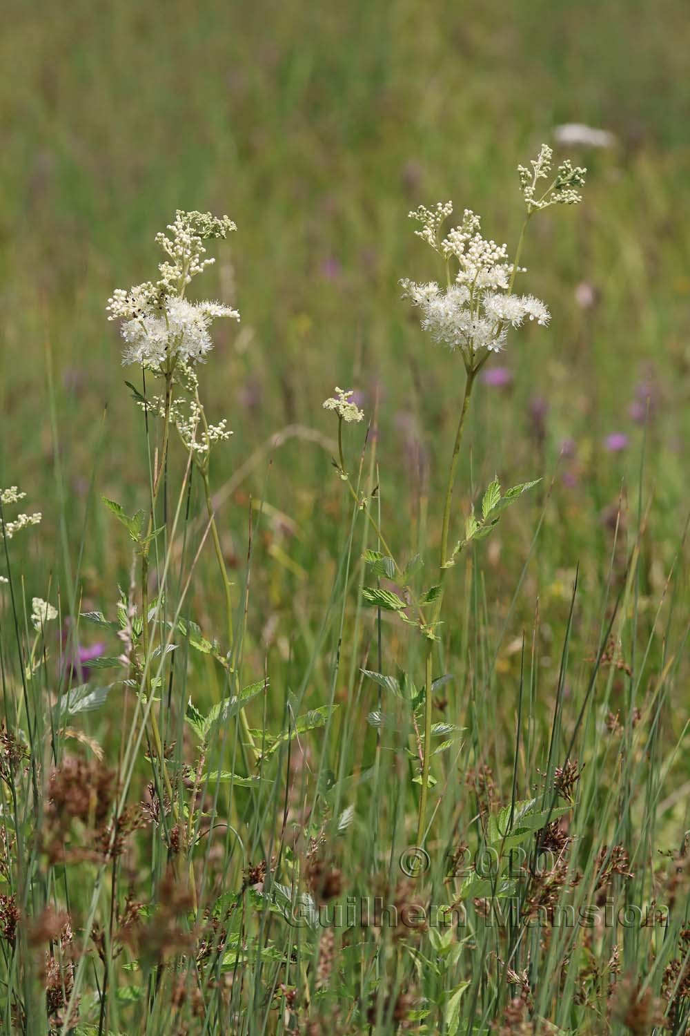 Filipendula ulmaria