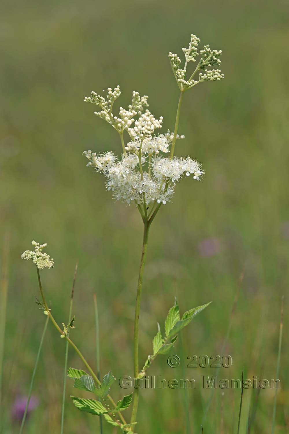 Filipendula ulmaria