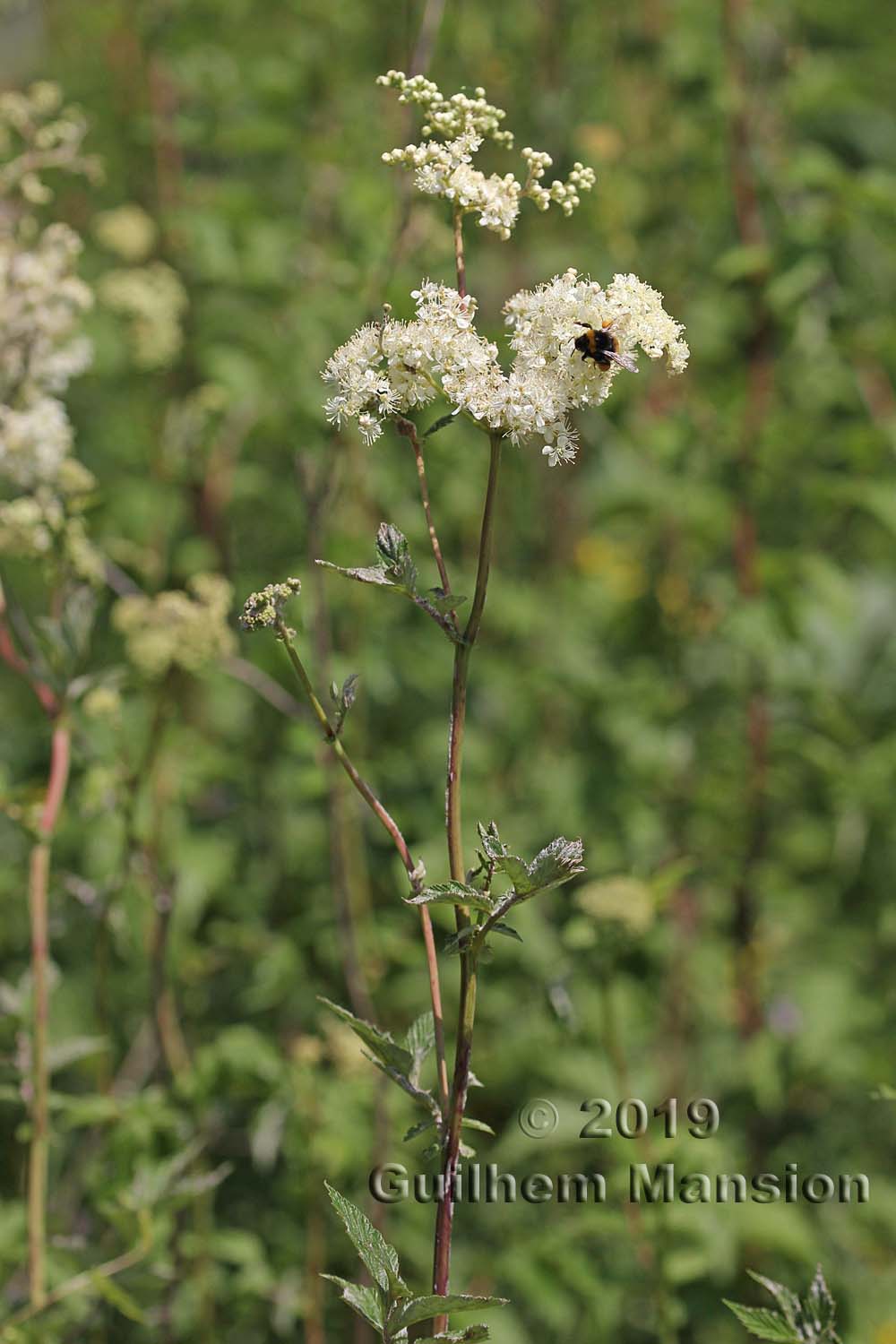 Filipendula ulmaria