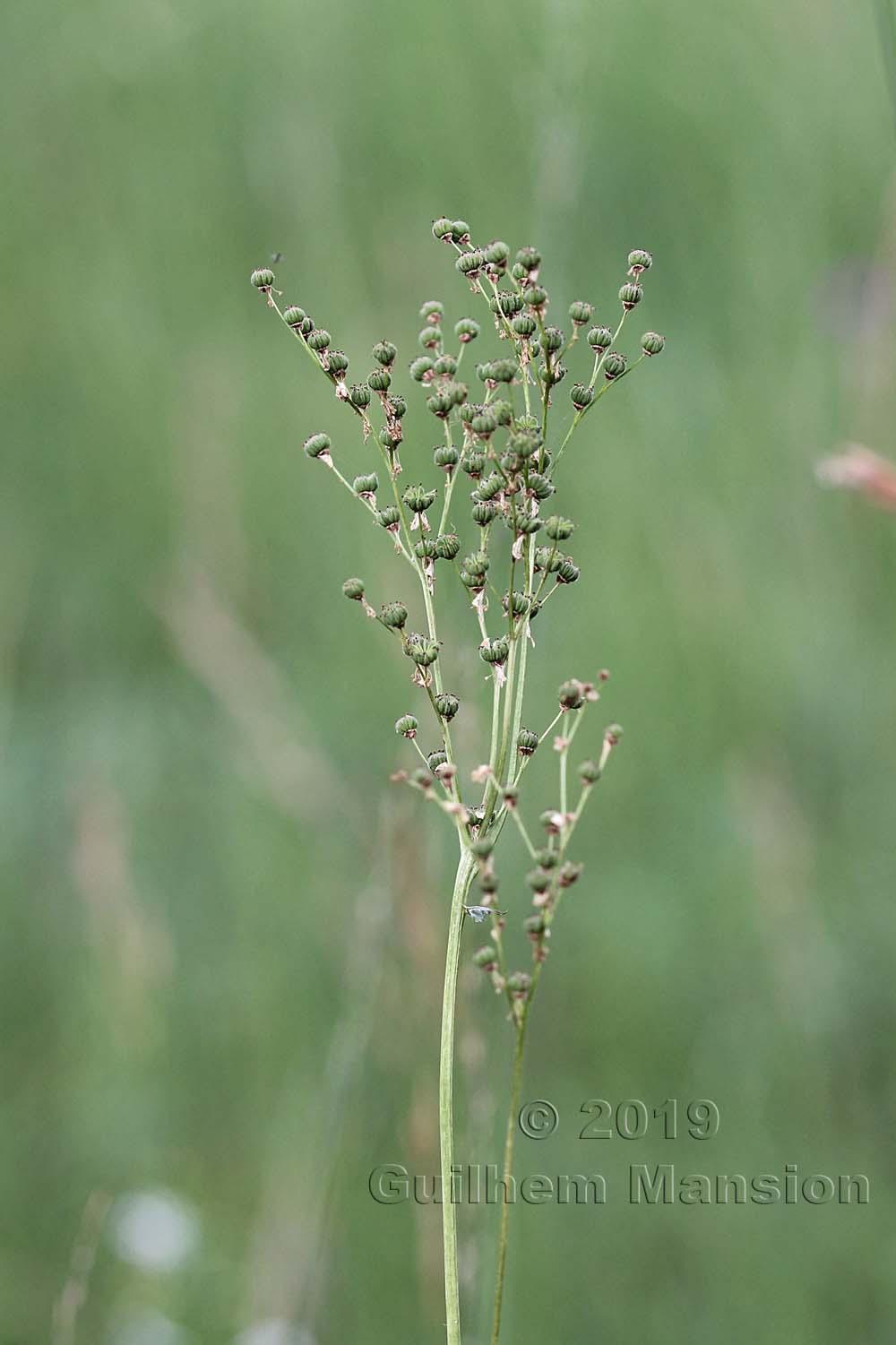 Filipendula vulgaris