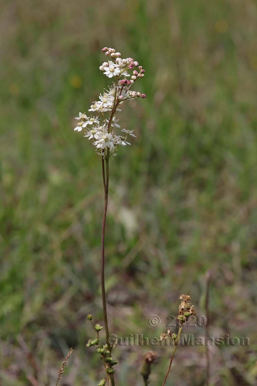 Filipendula vulgaris