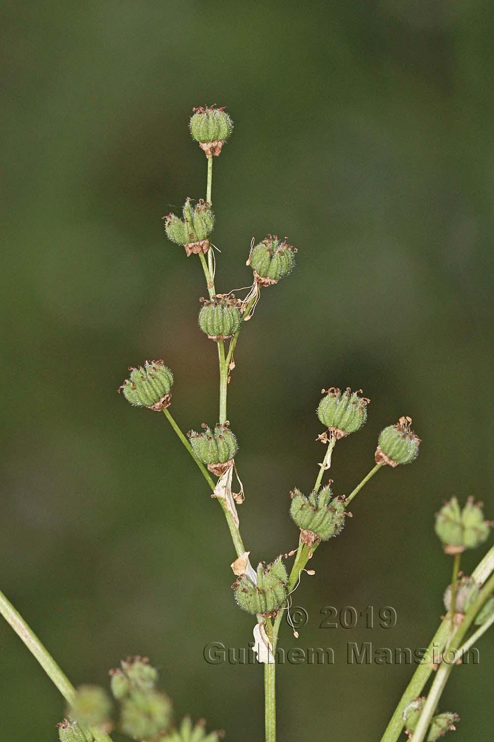 Filipendula vulgaris