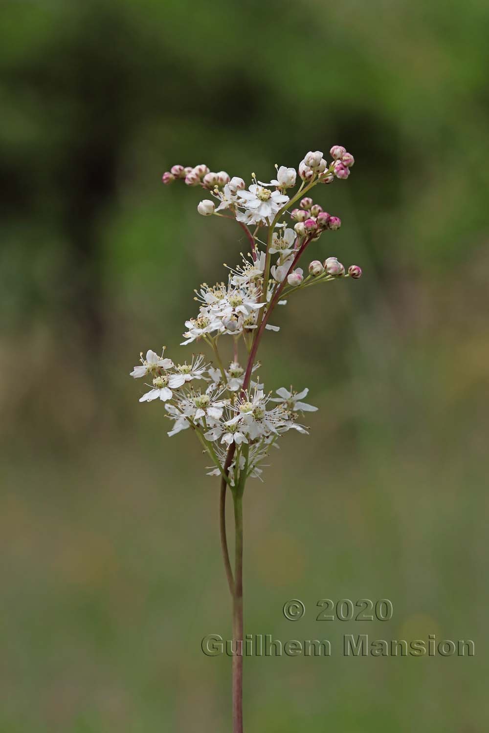 Filipendula vulgaris