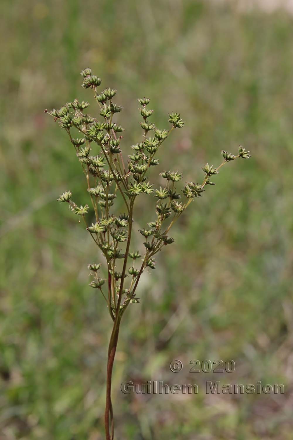 Filipendula vulgaris