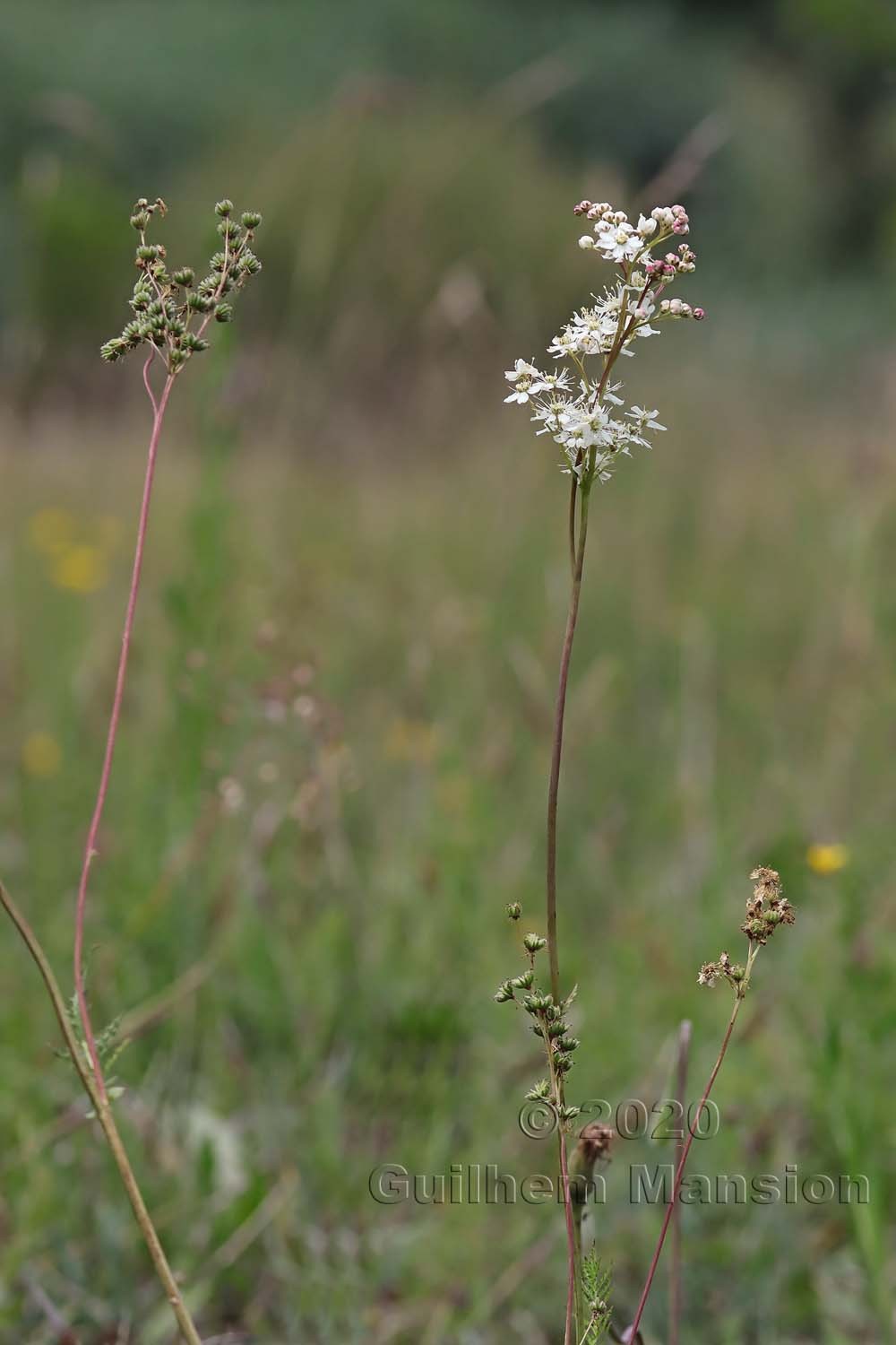 Filipendula vulgaris